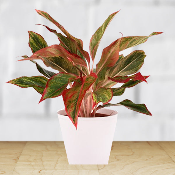 Aglaonema
