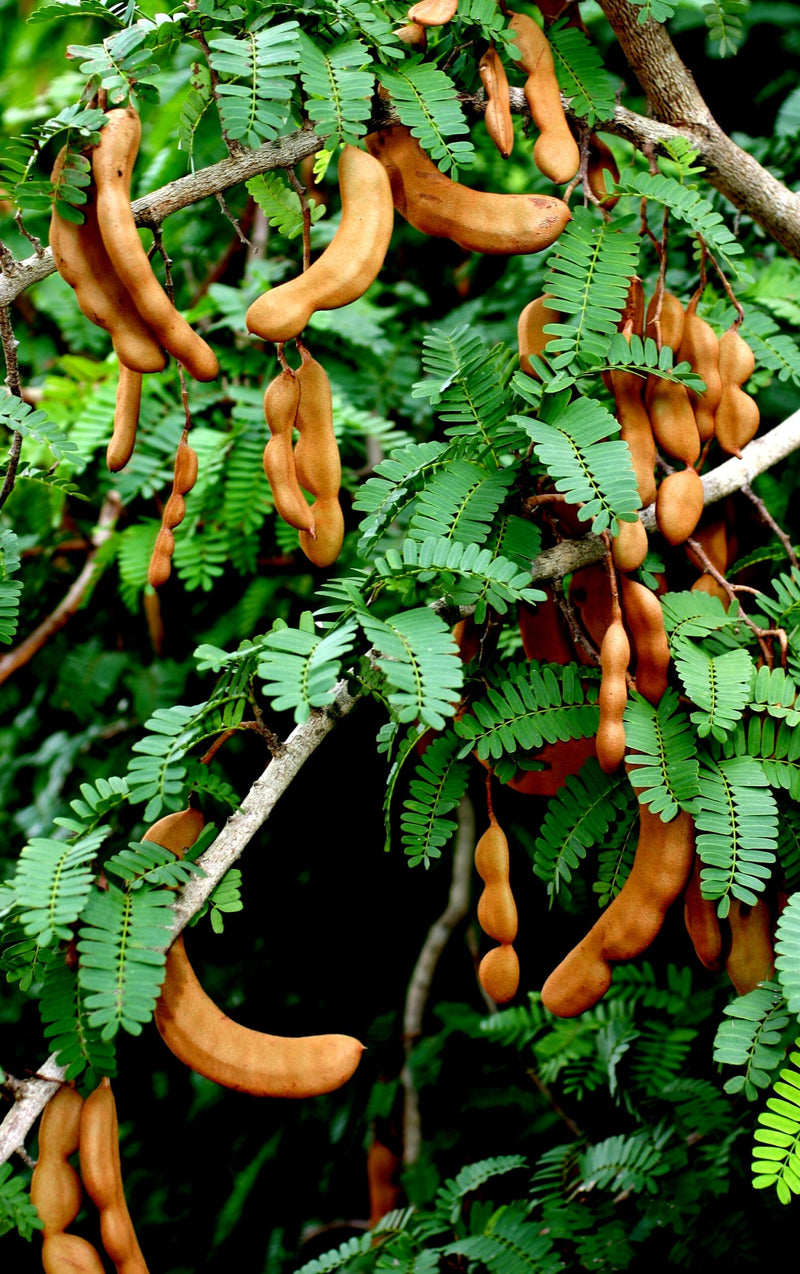 Tamarind Tamarindus indica