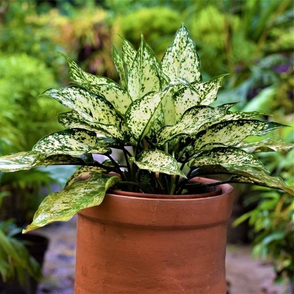 Aglaonema