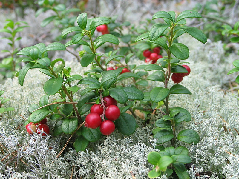 Cranberry Vaccinium subg. Oxycoccus
