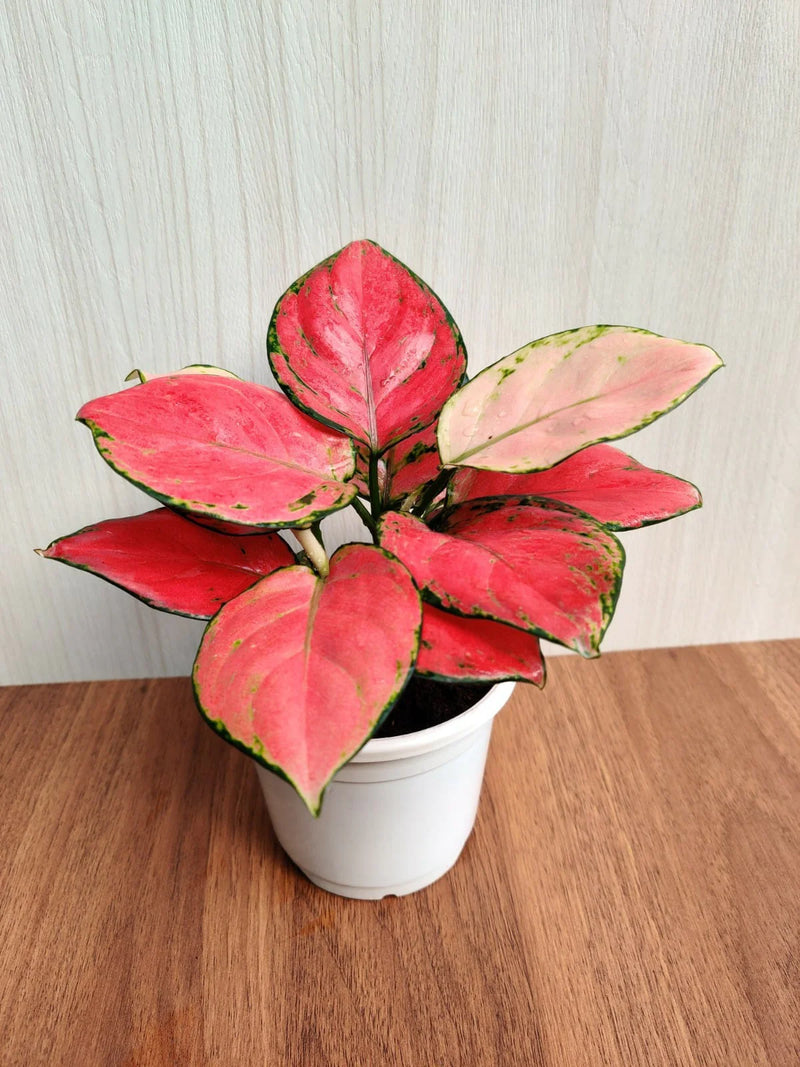Aglaonema