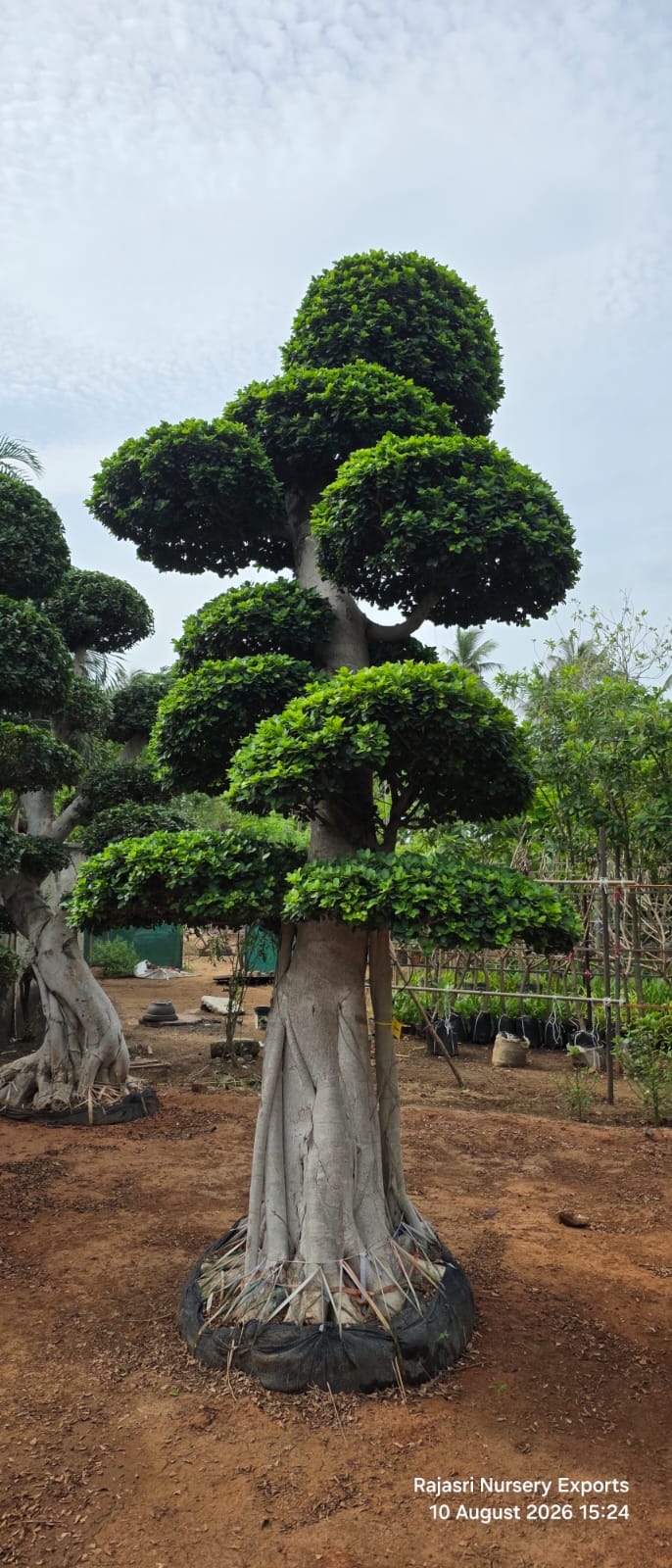 Multi head bonsai plants
