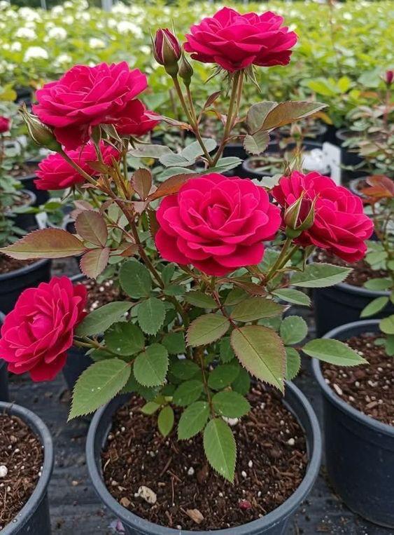 Rose Plants