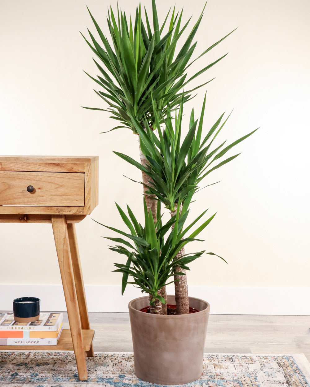Spineless Yucca (Yucca elephantipes) | Wholesale Drought Tolerant
