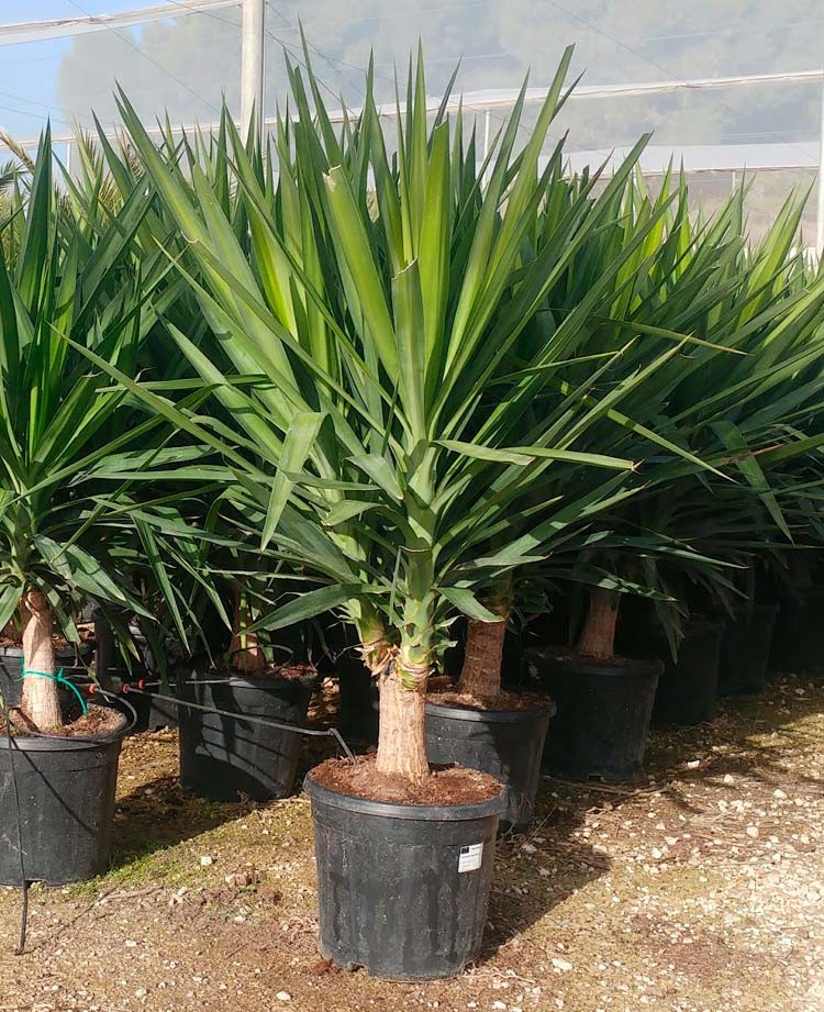 Spineless Yucca (Yucca elephantipes) - Drought Tolerant Landscape Plant