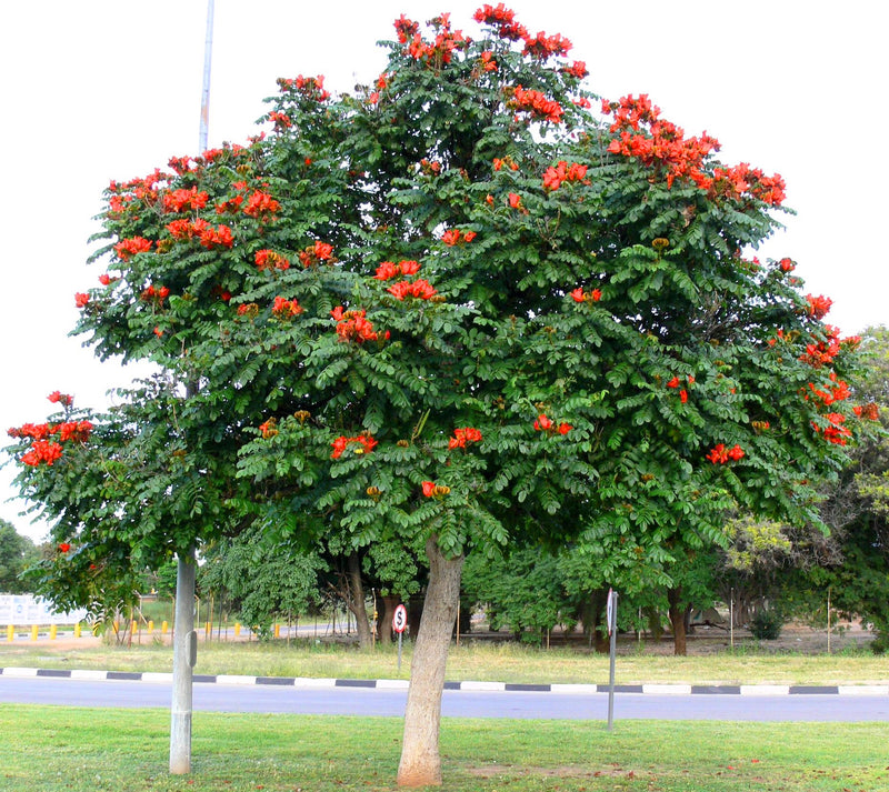 Cordia Sebestena