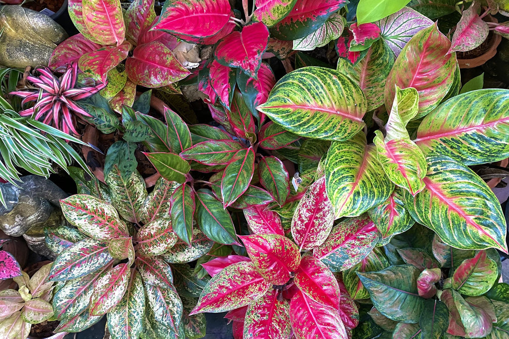 aglaonema online india Best Aglaonema Plants Nurseries Near To Me Shop Now In Kadiyam India