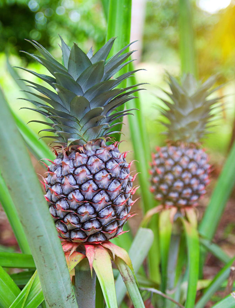 pineapple plant in india Pineapple Ananas Comosus