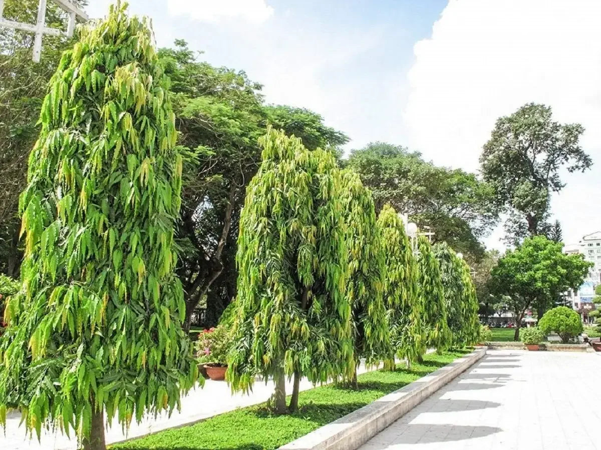 Ashoka Polyalthia Longifolia