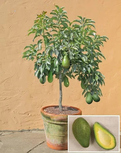 Avocado Persea Americana