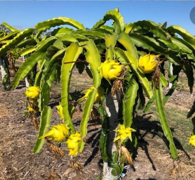 Dragon Fruit Selenicereus undatus