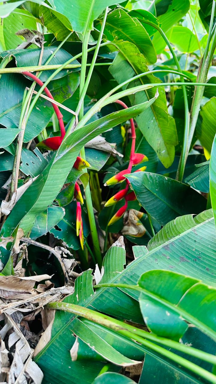 Heliconia Rostrata
