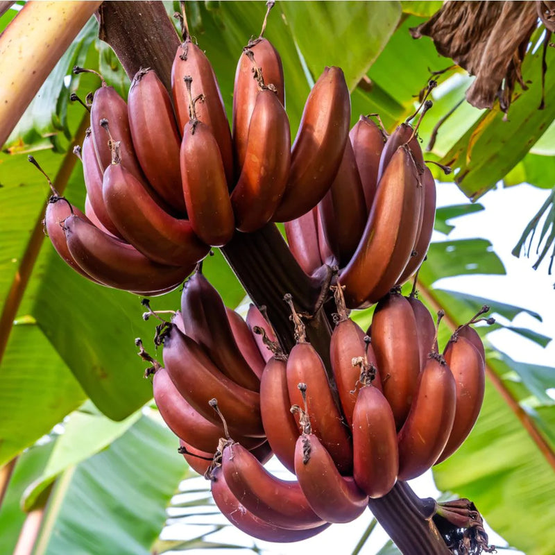 Banana Musa