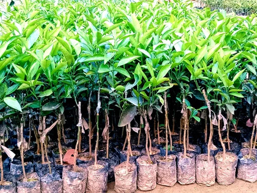 Malta Orange Citrus Sinensis