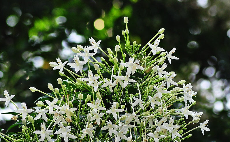 Millingtonia Hortensis Indian Cork Tree