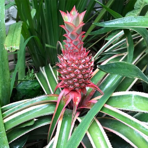 buy pineapple plant online india Best Pineapple Fruit Plants Nurseries Near Me In Kadiyam India Ananas comosus — Kadiyam Rajasri Nursery Exports