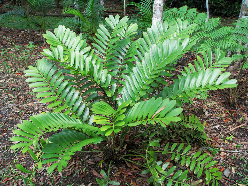 Best Zamia Furfuracea Palm Trees Near To Me Shop Now In Kadiyam
