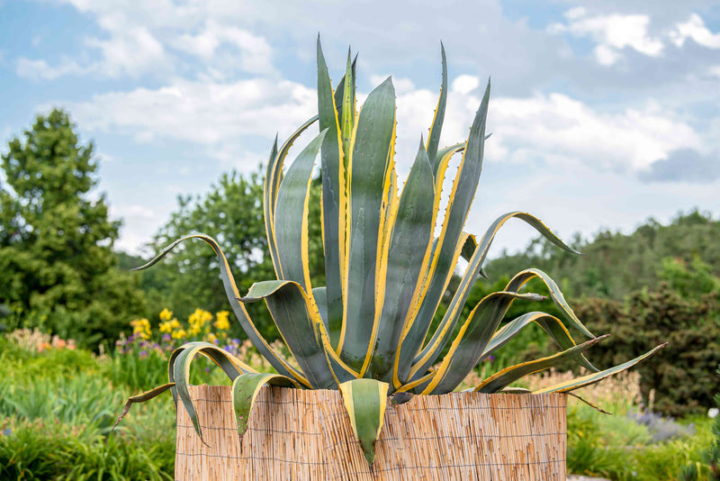 Century Plant (Agave americana) - Security & Landscape Succulent