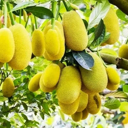 Jackfruit Artocarpus heterophyllus