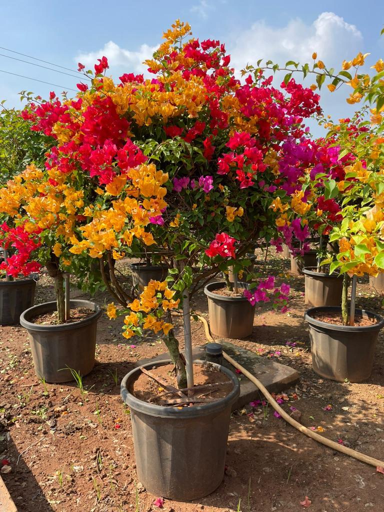 Bougainvillea