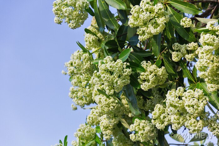 Alstonia Scholaris