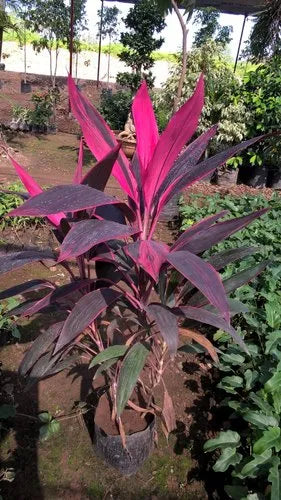 dracaena bebe Best Dracaena Baby Doll Plants Nurseries Near To Me Kadiyam India