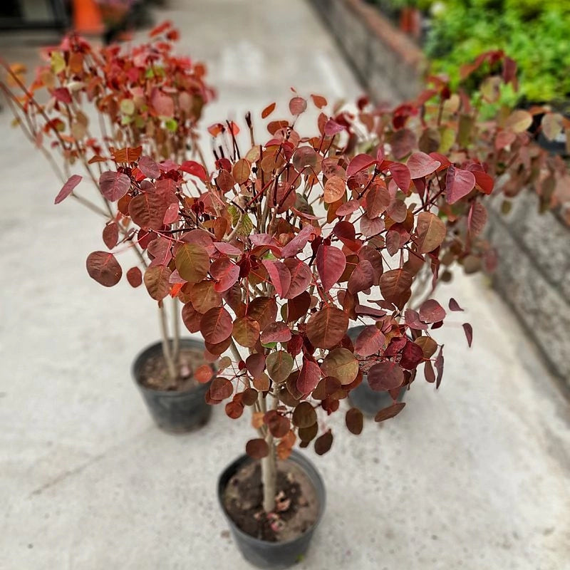 Euphorbia Cotinifolia