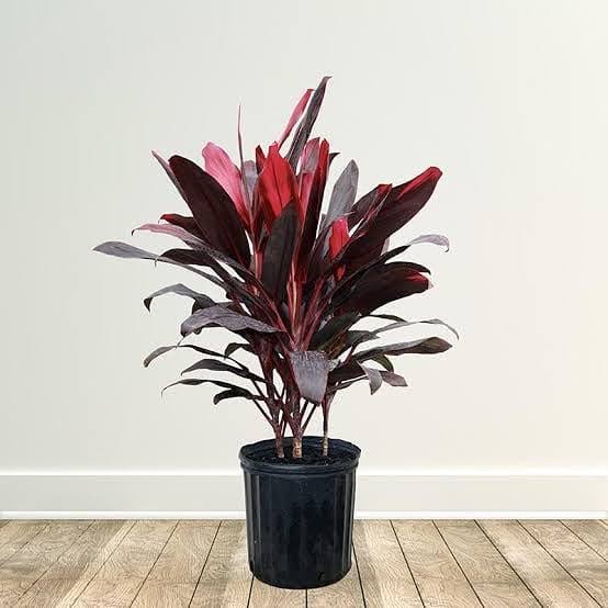 dracaena bebe Best Dracaena Baby Doll Plants Nurseries Near To Me Kadiyam India