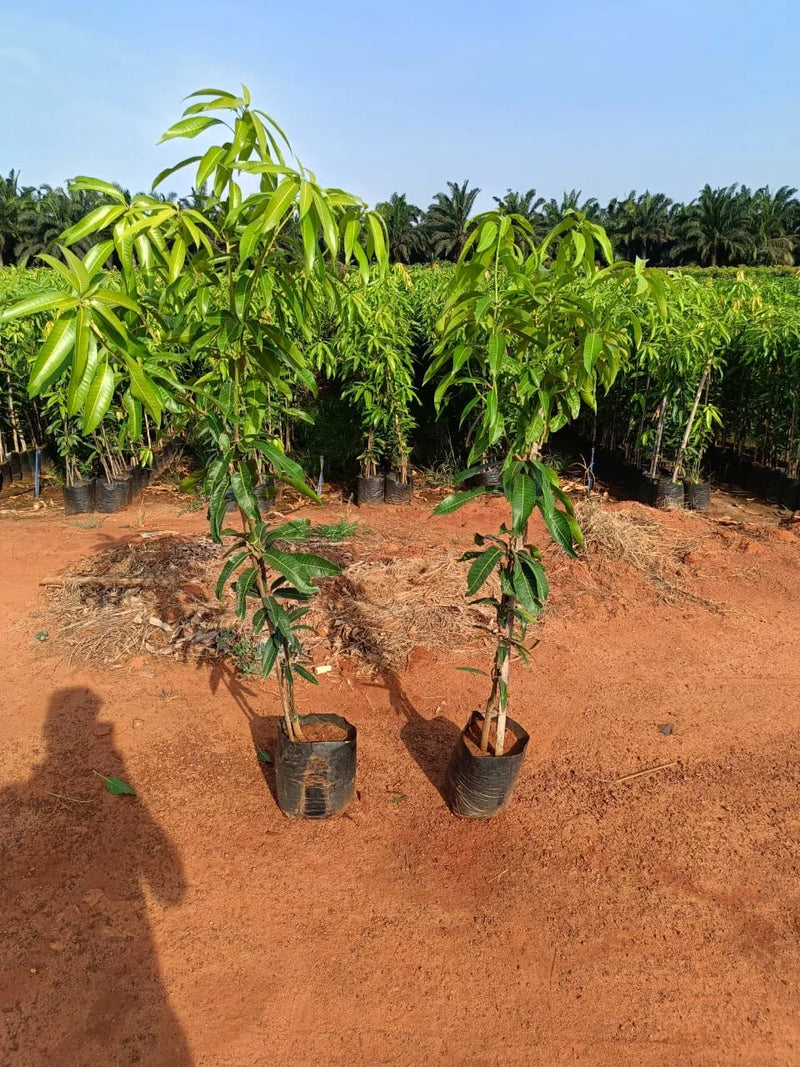 Banganapalli Mango Plants