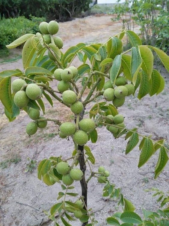 Walnut Juglans