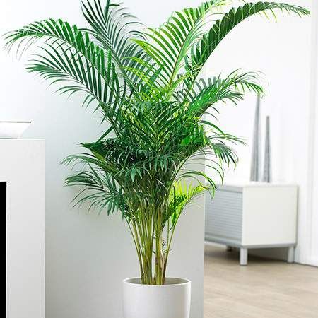 areca palm indoor plants india Best Areca Palm Plants Nurseries Near To Me Shop Now In Kadiyam India