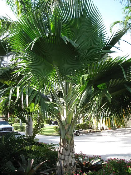 fiji palm plant Best Fiji Fan Palm Tree Near To Me Shop Now In Kadiyam Indiia Pritchardia Pacifica — Kadiyam Rajasri Nursery Exports