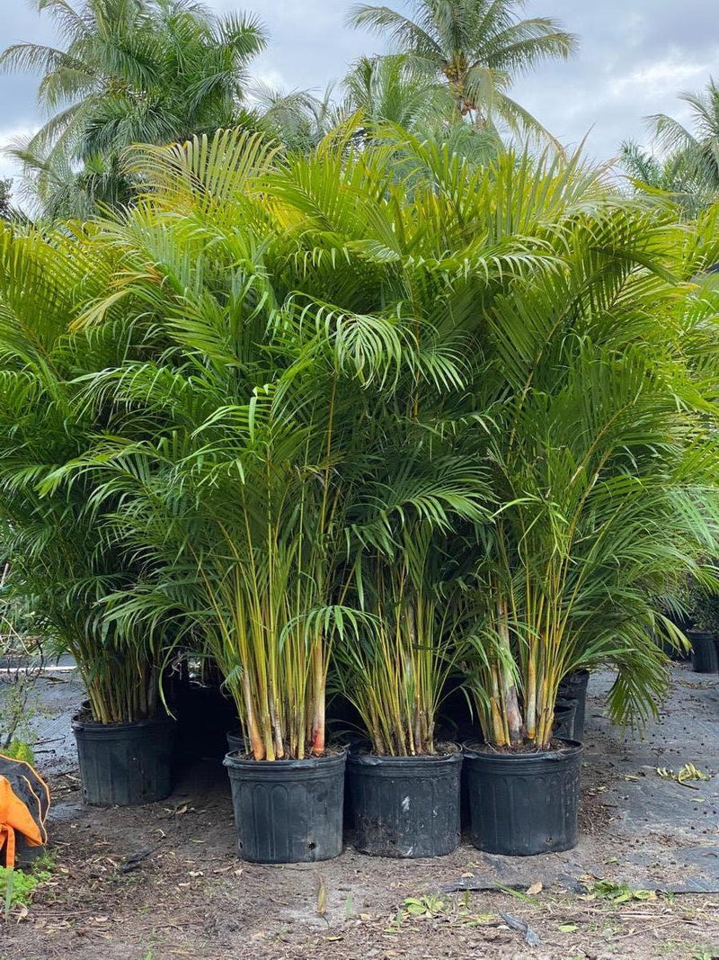 areca palm online india Best Areca Palm Plants Nurseries Near To Me Shop Now In Kadiyam India