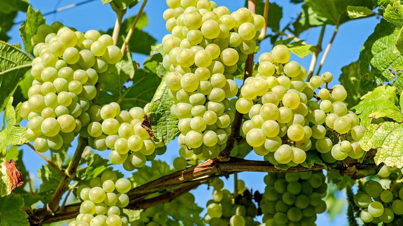 Grapes Vitis vinifera