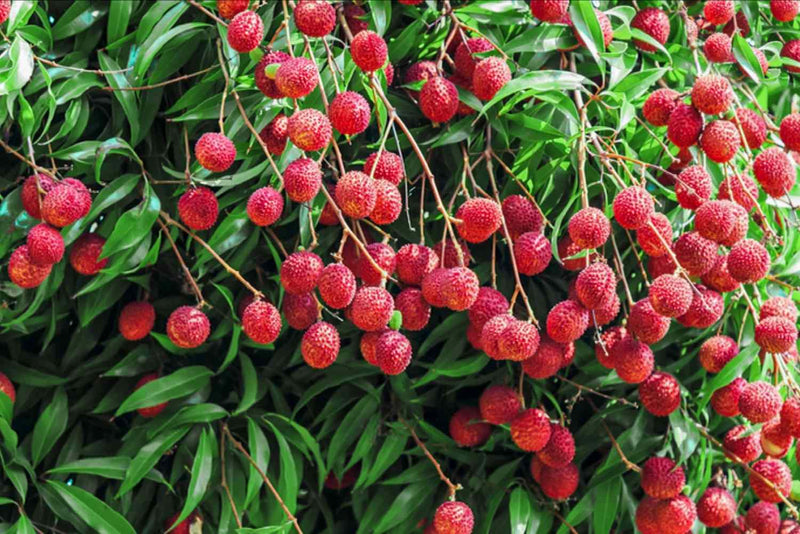 Lychee Litchi Chinensis