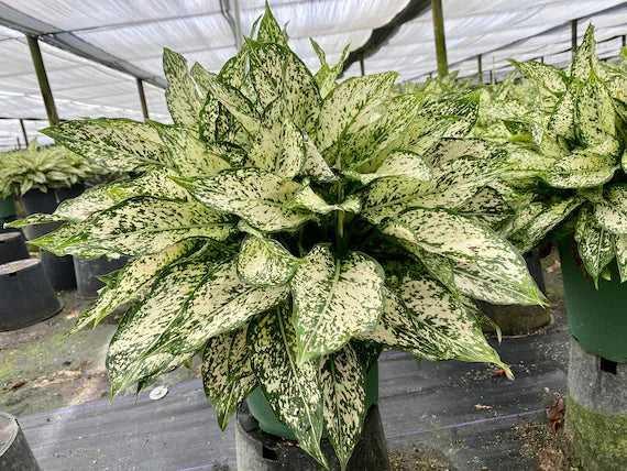 Aglaonema