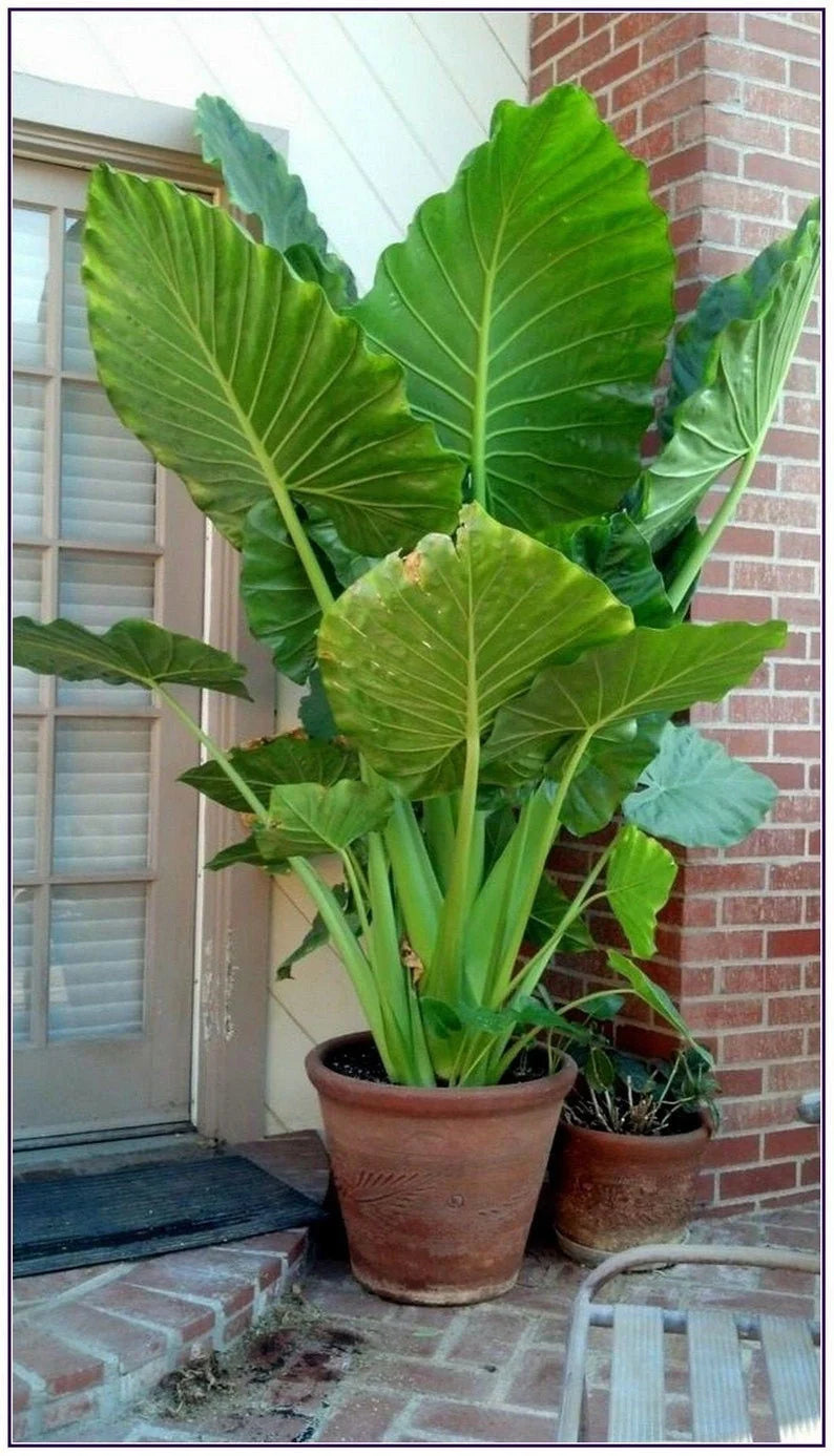 Alocasia Macrorrhizos