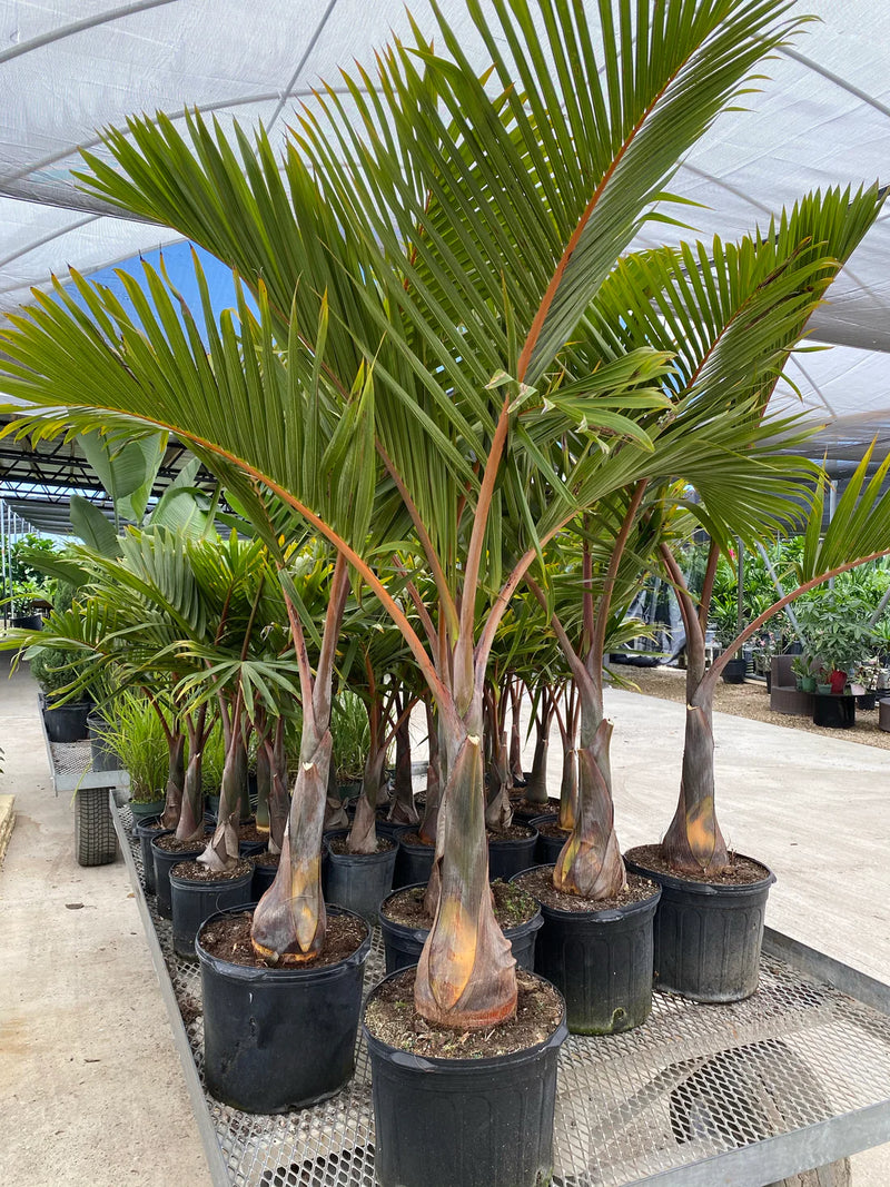 Bottle Palm (Hyophorbe lagenicaulis) - Ornamental Specimen Palm