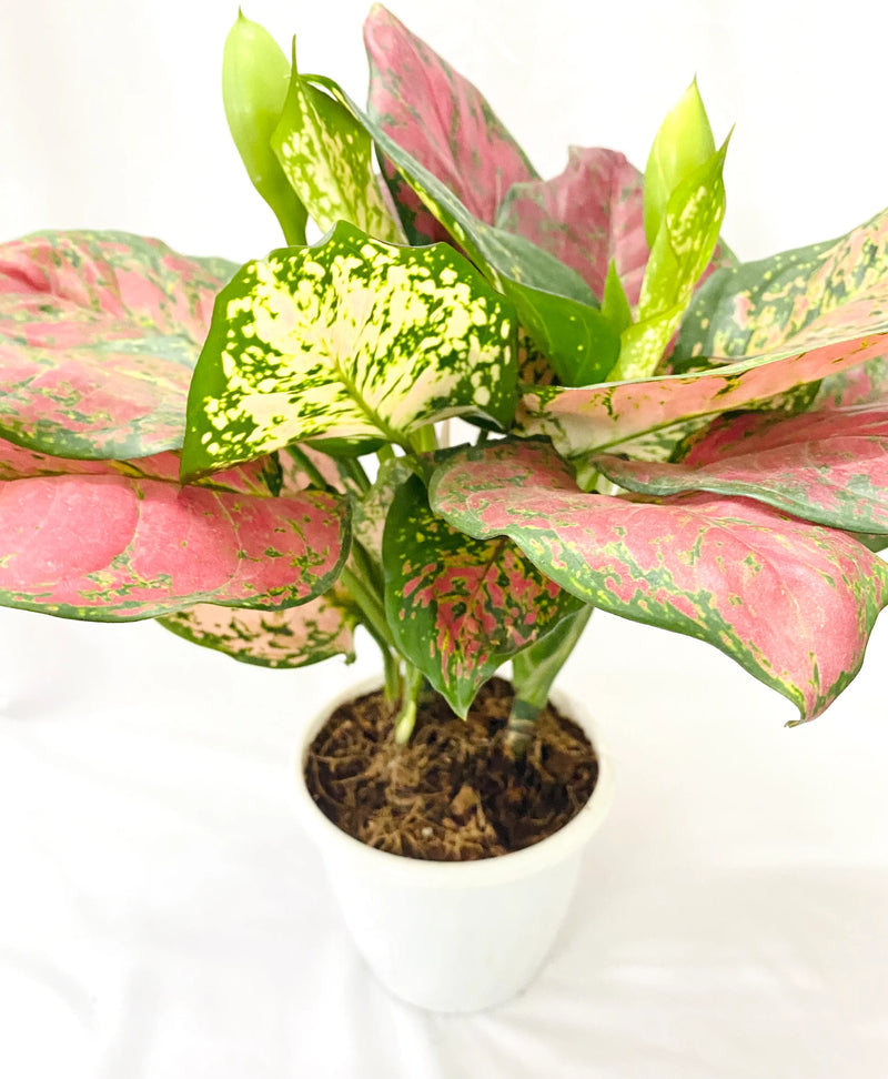 Aglaonema