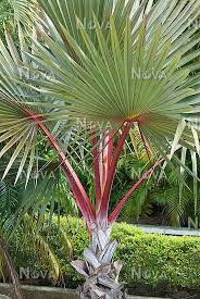 Red Latan Palm (Latania lontaroides) - Ornamental Fan Palm