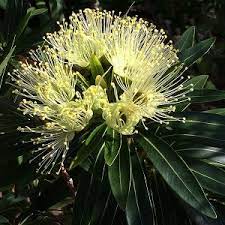 Xanthostemon Chrysanthus