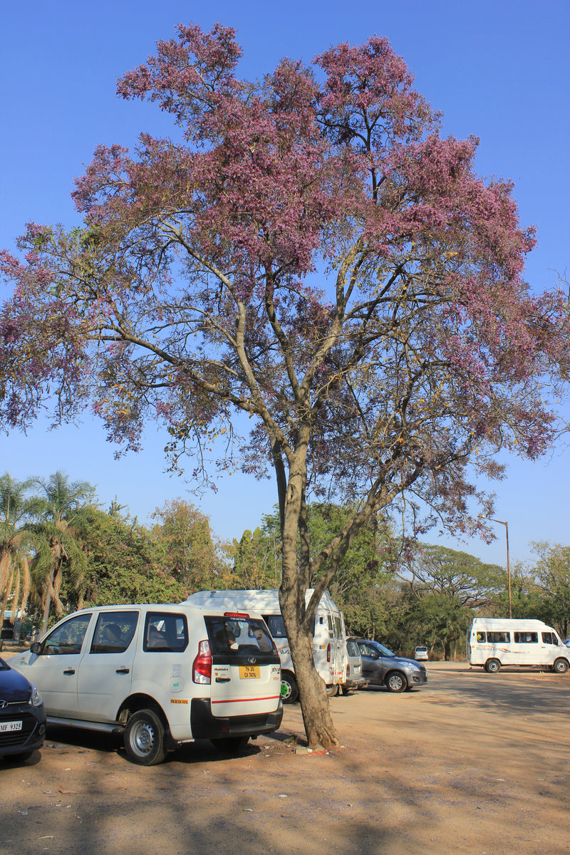 Moulmein Rosewood Millettia peguensis