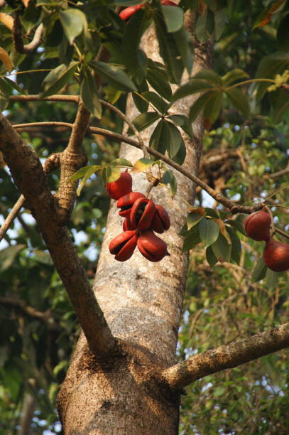 China Almond Tree "Chinese Almond