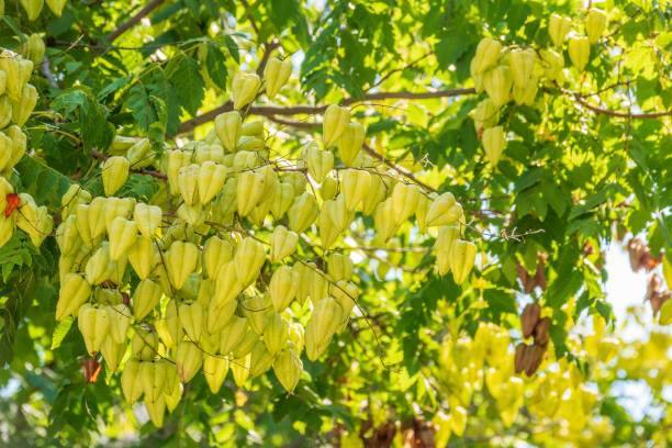 Golden Rain Tree