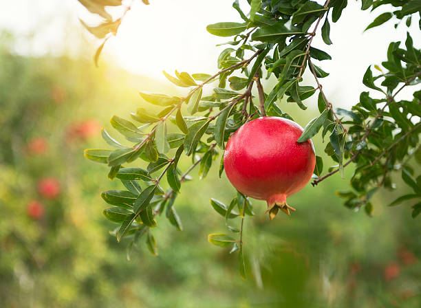 Pomegranate Punica Granatum