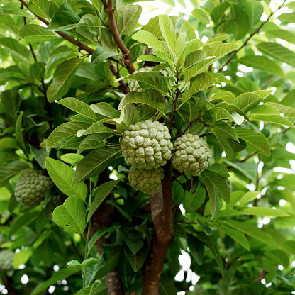 custard plant Custard Apple Annona Reticulata