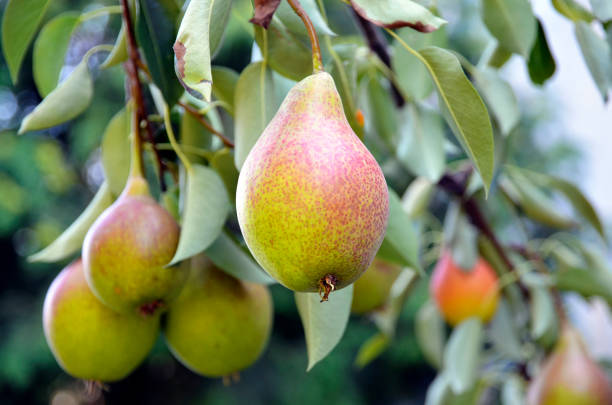 Pear Pyrus Communis