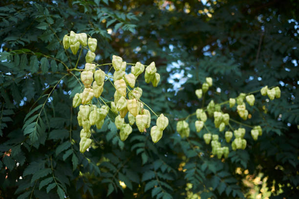 Golden Rain Tree
