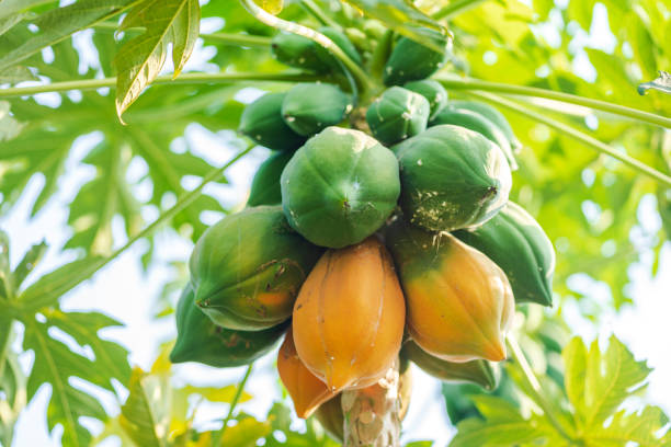 Papaya Fruit Plants