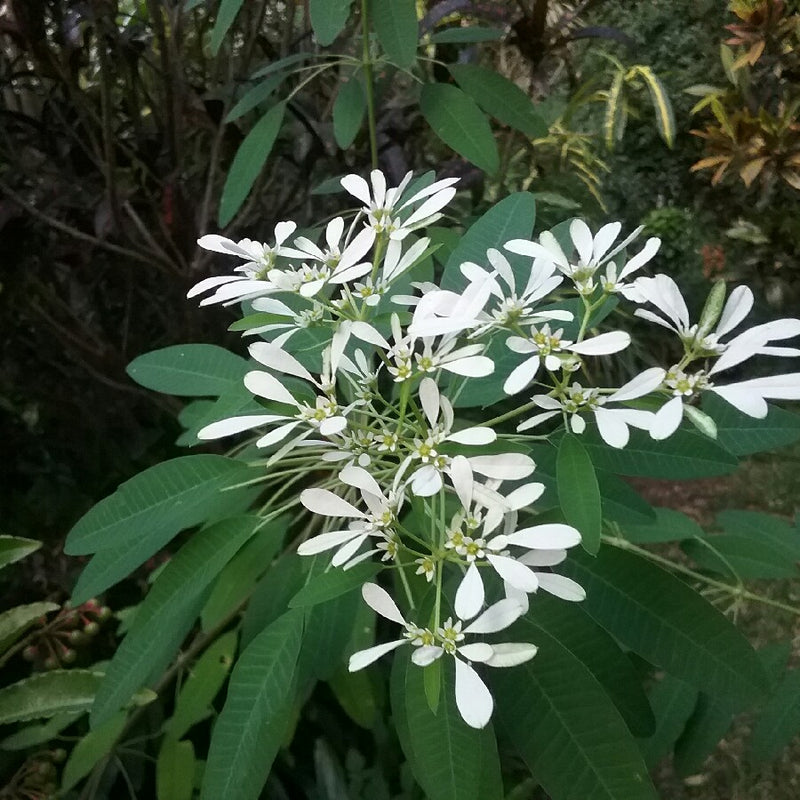Euphorbia Leucocephala Plants SnowFlakes